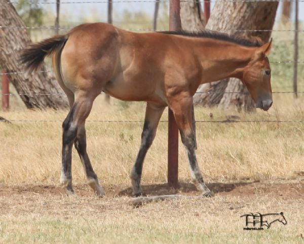 Salty Blue Shine's 2022 Bay Colt